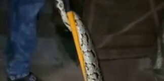 जड़ी-बूटी बेचने वाले के टेंट में निकला अजगर:वन विभाग की टीम ने रेस्क्यू किया, बहराइच-लखनऊ बाईपास पर दिखा जड़ी-बूटी बेचने वाले के टेंट में निकला अजगर:वन विभाग की टीम ने रेस्क्यू किया, बहराइच-लखनऊ बाईपास पर दिखा
