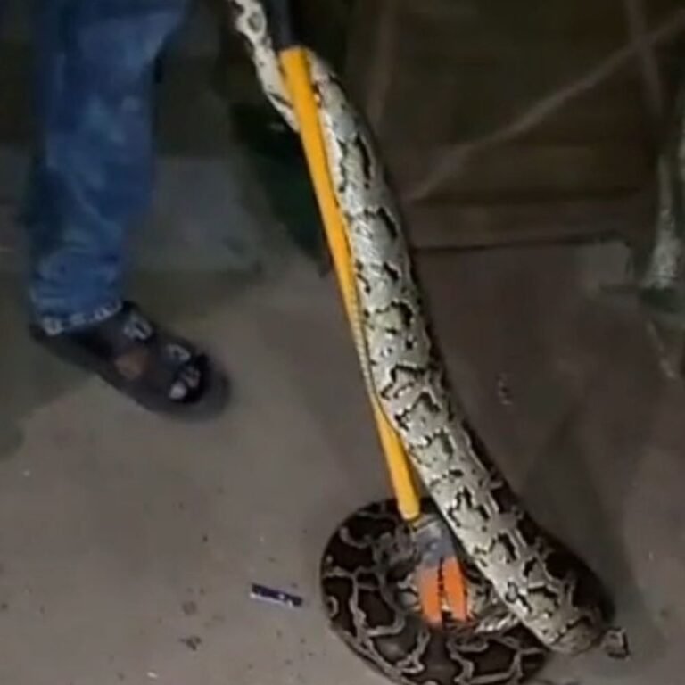 जड़ी-बूटी बेचने वाले के टेंट में निकला अजगर:वन विभाग की टीम ने रेस्क्यू किया, बहराइच-लखनऊ बाईपास पर दिखा