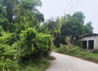 संतोषनगर-पचपेड़वा मार्ग पर झाड़ियों से घिरा मोड़:टूटे बिजली के खंभों और लटकते तारों से हादसे का खतरा; ग्रामीण नाराज संतोषनगर-पचपेड़वा मार्ग पर झाड़ियों से घिरा मोड़:टूटे बिजली के खंभों और लटकते तारों से हादसे का खतरा; ग्रामीण नाराज
