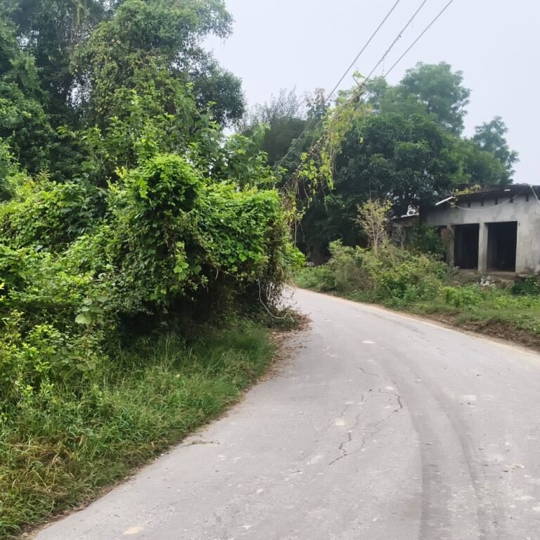 संतोषनगर-पचपेड़वा मार्ग पर झाड़ियों से घिरा मोड़:टूटे बिजली के खंभों और लटकते तारों से हादसे का खतरा; ग्रामीण नाराज
