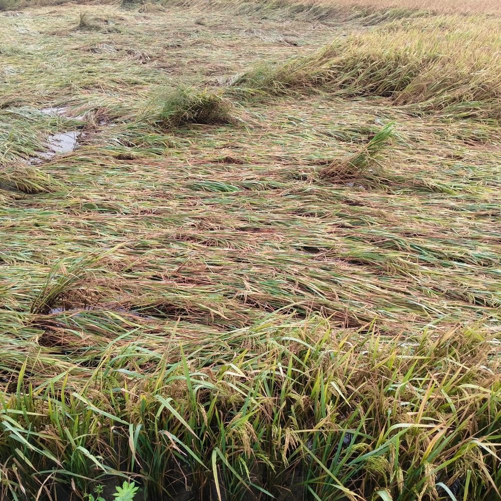 बेमौसम बारिश से धान और गन्ने की फसल गिरी:बस्ती के कप्तानगंज ब्लॉक में किसानों ने नुकसान का सर्वे और मुआवजा मांगा