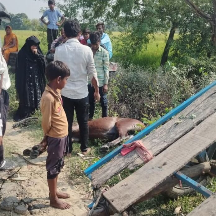 सिंदुरिया मार्ग पर अज्ञात वाहन ने टांगे को मारी टक्कर:महिला घायल, घोड़ा अचेत; 6 लोग इलाज कराने जा रहे थे