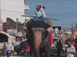 महाराजगंज के पनियरा में 51 कन्याओं संग निकली कलश यात्रा:नौ दिवसीय महायज्ञ का शुभारंभ, रोहिन नदी से जल भरकर 19 अक्टूबर को भंडारा