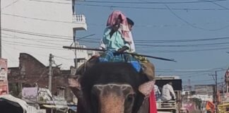 महाराजगंज के पनियरा में 51 कन्याओं संग निकली कलश यात्रा:नौ दिवसीय महायज्ञ का शुभारंभ, रोहिन नदी से जल भरकर 19 अक्टूबर को भंडारा महाराजगंज के पनियरा में 51 कन्याओं संग निकली कलश यात्रा:नौ दिवसीय महायज्ञ का शुभारंभ, रोहिन नदी से जल भरकर 19 अक्टूबर को भंडारा