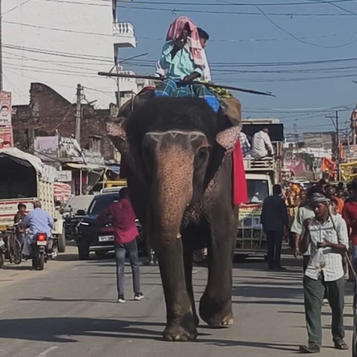 महाराजगंज के पनियरा में 51 कन्याओं संग निकली कलश यात्रा:नौ दिवसीय महायज्ञ का शुभारंभ, रोहिन नदी से जल भरकर 19 अक्टूबर को भंडारा