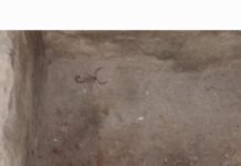 नासिरगंज में बिच्छू के डंक से महिला घायल:बिजली गुल होने से बढ़ा खतरा, घर में दूसरा बिच्छू निकलने से दहशत