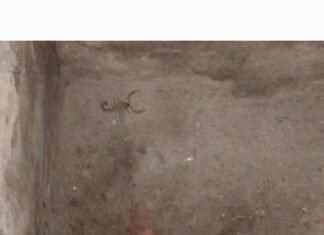 नासिरगंज में बिच्छू के डंक से महिला घायल:बिजली गुल होने से बढ़ा खतरा, घर में दूसरा बिच्छू निकलने से दहशत