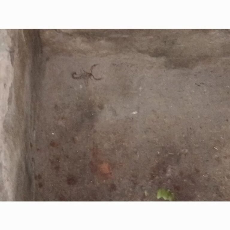 नासिरगंज में बिच्छू के डंक से महिला घायल:बिजली गुल होने से बढ़ा खतरा, घर में दूसरा बिच्छू निकलने से दहशत