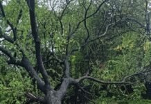 चिचड़ी इरवारिया में बाबूल का पेड़ गिरा:घर में मौजूद लोग बाल-बाल बचे, बड़ा हादसा टला