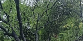 चिचड़ी इरवारिया में बाबूल का पेड़ गिरा:घर में मौजूद लोग बाल-बाल बचे, बड़ा हादसा टला