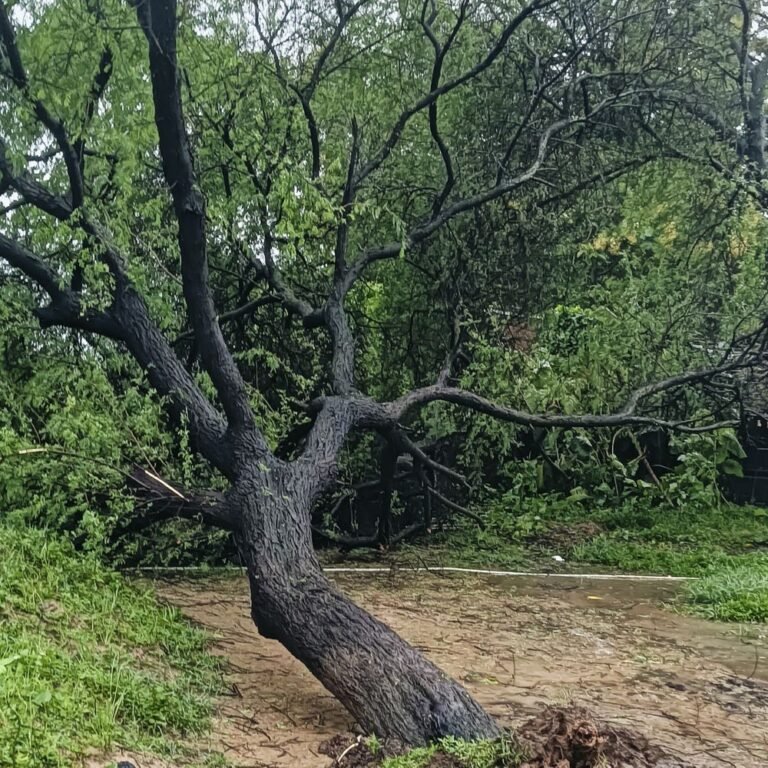 चिचड़ी इरवारिया में बाबूल का पेड़ गिरा:घर में मौजूद लोग बाल-बाल बचे, बड़ा हादसा टला