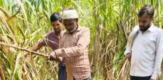 बहराइच में तेंदुए के हमले से बछिया की मौत:गन्ने के खेत में मिला शव, ग्रामीणों में दहशत; वन विभाग से कार्रवाई की मांग बहराइच में तेंदुए के हमले से बछिया की मौत:गन्ने के खेत में मिला शव, ग्रामीणों में दहशत; वन विभाग से कार्रवाई की मांग