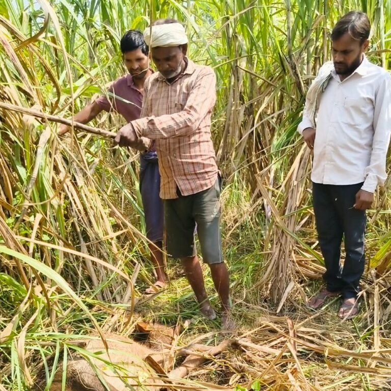 बहराइच में तेंदुए के हमले से बछिया की मौत:गन्ने के खेत में मिला शव, ग्रामीणों में दहशत; वन विभाग से कार्रवाई की मांग