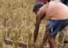 भगवानपुर में दिखा 12 फीट लंबा अजगर:वन विभाग ने किया रेस्क्यू, लक्ष्मीपुर रेंज के जंगल में छोड़ा गया भगवानपुर में दिखा 12 फीट लंबा अजगर:वन विभाग ने किया रेस्क्यू, लक्ष्मीपुर रेंज के जंगल में छोड़ा गया