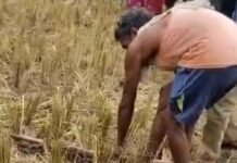भगवानपुर में दिखा 12 फीट लंबा अजगर:वन विभाग ने किया रेस्क्यू, लक्ष्मीपुर रेंज के जंगल में छोड़ा गया भगवानपुर में दिखा 12 फीट लंबा अजगर:वन विभाग ने किया रेस्क्यू, लक्ष्मीपुर रेंज के जंगल में छोड़ा गया
