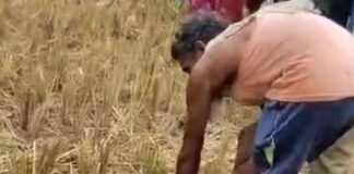 भगवानपुर में दिखा 12 फीट लंबा अजगर:वन विभाग ने किया रेस्क्यू, लक्ष्मीपुर रेंज के जंगल में छोड़ा गया भगवानपुर में दिखा 12 फीट लंबा अजगर:वन विभाग ने किया रेस्क्यू, लक्ष्मीपुर रेंज के जंगल में छोड़ा गया