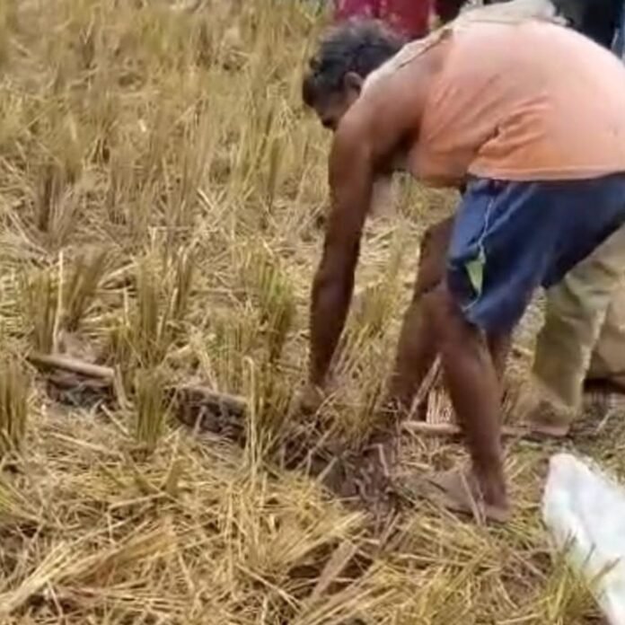 भगवानपुर में दिखा 12 फीट लंबा अजगर:वन विभाग ने किया रेस्क्यू, लक्ष्मीपुर रेंज के जंगल में छोड़ा गया