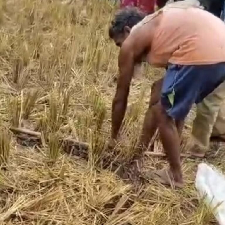 भगवानपुर में दिखा 12 फीट लंबा अजगर:वन विभाग ने किया रेस्क्यू, लक्ष्मीपुर रेंज के जंगल में छोड़ा गया