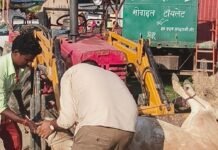तुलसीपुर में घायल गौ माता की सेवा:नगर पंचायत की गाड़ी से गौशाला पहुंचाया, बेहतर इलाज की व्यवस्था की तुलसीपुर में घायल गौ माता की सेवा:नगर पंचायत की गाड़ी से गौशाला पहुंचाया, बेहतर इलाज की व्यवस्था की