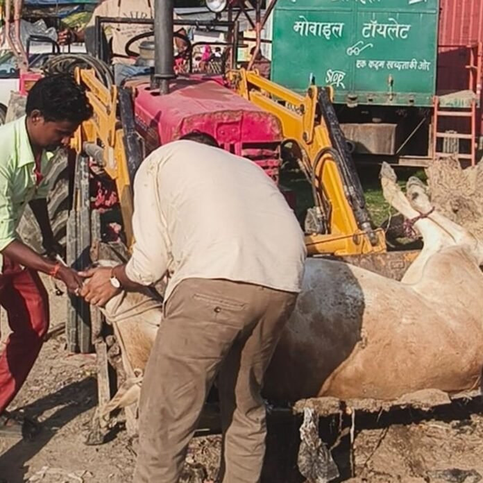 तुलसीपुर में घायल गौ माता की सेवा:नगर पंचायत की गाड़ी से गौशाला पहुंचाया, बेहतर इलाज की व्यवस्था की