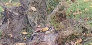 फरेंदा जंगल में बेशकीमती साखू के पेड़ों का अवैध कटान:बरड़ाड़ बीट में मिले कटे पेड़; विभाग रोकने में नाकाम फरेंदा जंगल में बेशकीमती साखू के पेड़ों का अवैध कटान:बरड़ाड़ बीट में मिले कटे पेड़; विभाग रोकने में नाकाम