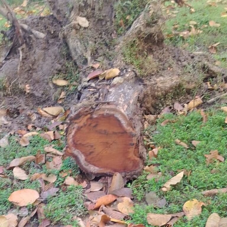 फरेंदा जंगल में बेशकीमती साखू के पेड़ों का अवैध कटान:बरड़ाड़ बीट में मिले कटे पेड़; विभाग रोकने में नाकाम