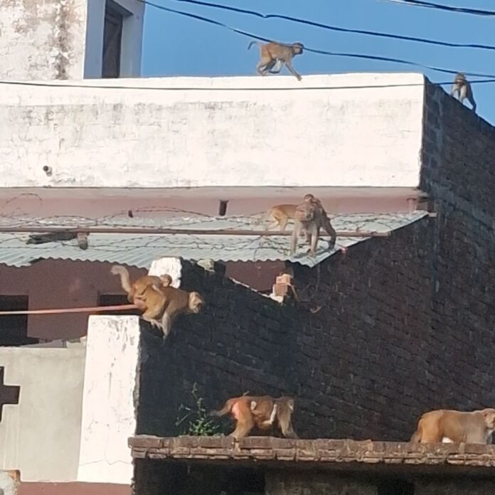 नासिरगंज में बंदर घरों में घुसकर मचा रहे उत्पात:पानी की टंकियां तोड़ रहे, बच्चों को दौड़ाकर काटने का प्रयास; लोगों ने कार्रवाई मांगी