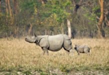 13 अक्टूबर से पर्यटकों के लिए खुलेगा पबितरा अभयारण्य, तैयारियां पूरी