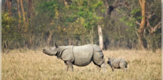 13 अक्टूबर से पर्यटकों के लिए खुलेगा पबितरा अभयारण्य, तैयारियां पूरी