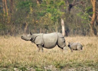 13 अक्टूबर से पर्यटकों के लिए खुलेगा पबितरा अभयारण्य, तैयारियां पूरी