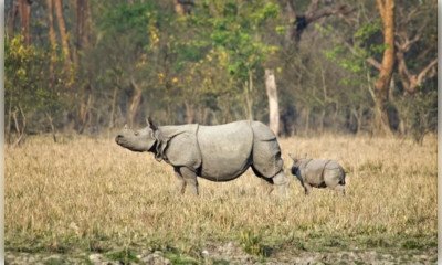 13 अक्टूबर से पर्यटकों के लिए खुलेगा पबितरा अभयारण्य, तैयारियां पूरी