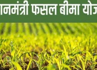यूपी:फसल बीमा के नाम पर बैंक का खेल, क्लेम से चूके किसान; धोखाधड़ी का ये मामला सुन रह जाएंगे हैरान – Farmers Allegedly Denied Crop Insurance Claims Despite Premium Deductions By Up Gramin Bank यूपी:फसल बीमा के नाम पर बैंक का खेल, क्लेम से चूके किसान; धोखाधड़ी का ये मामला सुन रह जाएंगे हैरान - Farmers Allegedly Denied Crop Insurance Claims Despite Premium Deductions By Up Gramin Bank