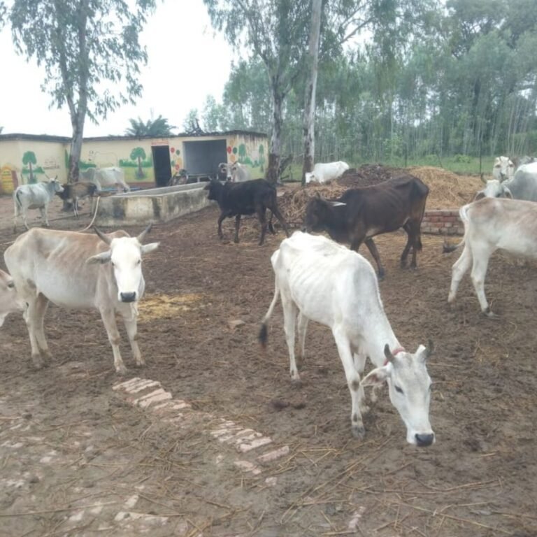 ललिया में गौ आश्रय केंद्र का निर्माण रुका:बेसहारा पशु फसलें बर्बाद कर रहे, किसानों ने अधिकारी से शिकायत की