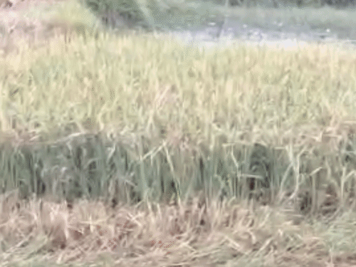 gifmagic_site_-_2026-10-30t104343_142_1793337516582.gif