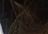 बाजरे के खेत में विशाल अजगर निकलने से मचा हड़कंप
