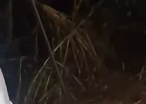 बाजरे के खेत में विशाल अजगर निकलने से मचा हड़कंप