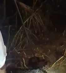बाजरे के खेत में विशाल अजगर निकलने से मचा हड़कंप