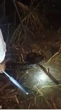 बाजरे के खेत में विशाल अजगर निकलने से मचा हड़कंप