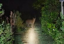 Bahraich News:हर शाम स्कूल के पास दिख रहा तेंदुआ, छूटी पढ़ाई – Leopard Spotted Near School Every Evening; Studies Disrupted Bahraich News:हर शाम स्कूल के पास दिख रहा तेंदुआ, छूटी पढ़ाई - Leopard Spotted Near School Every Evening; Studies Disrupted