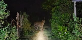 Bahraich News:हर शाम स्कूल के पास दिख रहा तेंदुआ, छूटी पढ़ाई – Leopard Spotted Near School Every Evening; Studies Disrupted Bahraich News:हर शाम स्कूल के पास दिख रहा तेंदुआ, छूटी पढ़ाई - Leopard Spotted Near School Every Evening; Studies Disrupted