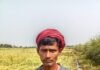 Shravasti News:बारिश बनी आफत, खेतों में डूबी किसानों की मेहनत – Rain Spells Disaster; Farmers’ Hard Work Submerged In The Fields खेत में भरे पानी से फसल को बचाने के लिए फसल काटकर नाली बनाते किसान।