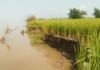 Bahraich News:14 बीघा जमीन और चार पेड़ सरयू की धारा में समाए – 14 Bighas Of Land And Four Trees Were Swallowed By The Waters Of The Saryu Bahraich News:14 बीघा जमीन और चार पेड़ सरयू की धारा में समाए - 14 Bighas Of Land And Four Trees Were Swallowed By The Waters Of The Saryu