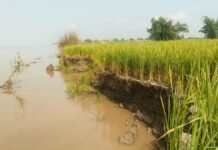Bahraich News:14 बीघा जमीन और चार पेड़ सरयू की धारा में समाए – 14 Bighas Of Land And Four Trees Were Swallowed By The Waters Of The Saryu Bahraich News:14 बीघा जमीन और चार पेड़ सरयू की धारा में समाए - 14 Bighas Of Land And Four Trees Were Swallowed By The Waters Of The Saryu