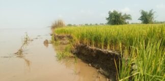 Bahraich News:14 बीघा जमीन और चार पेड़ सरयू की धारा में समाए – 14 Bighas Of Land And Four Trees Were Swallowed By The Waters Of The Saryu Bahraich News:14 बीघा जमीन और चार पेड़ सरयू की धारा में समाए - 14 Bighas Of Land And Four Trees Were Swallowed By The Waters Of The Saryu