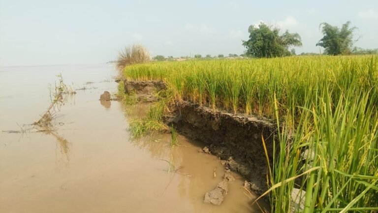 Bahraich News:14 बीघा जमीन और चार पेड़ सरयू की धारा में समाए – 14 Bighas Of Land And Four Trees Were Swallowed By The Waters Of The Saryu