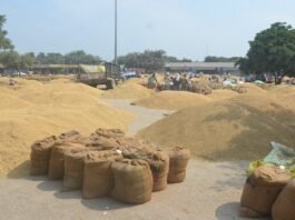 अलीगढ़:मंडी में रात काट रहे किसान, फिर भी नहीं बिक रहा धान, वाहनों की कतार से लड़खड़ाई यातायात व्यवस्था - Aligarh Dhanipur Mandi Paddy Sale Chaos