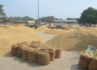 अलीगढ़:मंडी में रात काट रहे किसान, फिर भी नहीं बिक रहा धान, वाहनों की कतार से लड़खड़ाई यातायात व्यवस्था – Aligarh Dhanipur Mandi Paddy Sale Chaos अलीगढ़:मंडी में रात काट रहे किसान, फिर भी नहीं बिक रहा धान, वाहनों की कतार से लड़खड़ाई यातायात व्यवस्था - Aligarh Dhanipur Mandi Paddy Sale Chaos