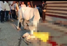बछिया को स्कॉर्पियो से कुचलने के मामले में मुकदमा दर्ज