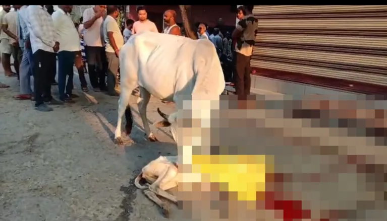 बछिया को स्कॉर्पियो से कुचलने के मामले में मुकदमा दर्ज