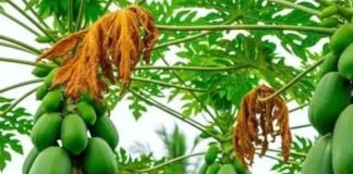 क्या घर के सामने पपीते का पेड़ लगाना शुभ है या अशुभ? जानिए मुख्य द्वार और सही दिशा से जुड़े जरूरी नियम